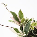 【パーツ】アクアポット４号用植物苗