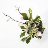 【パーツ】アクアポット４号用植物苗