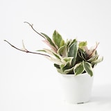 【パーツ】アクアポット４号用植物苗