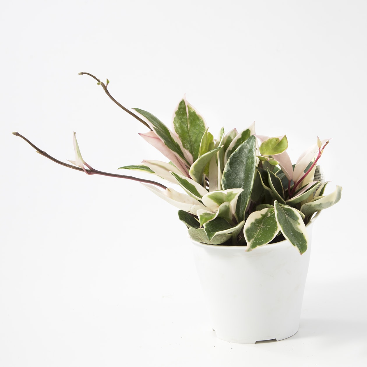 【パーツ】アクアポット４号用植物苗