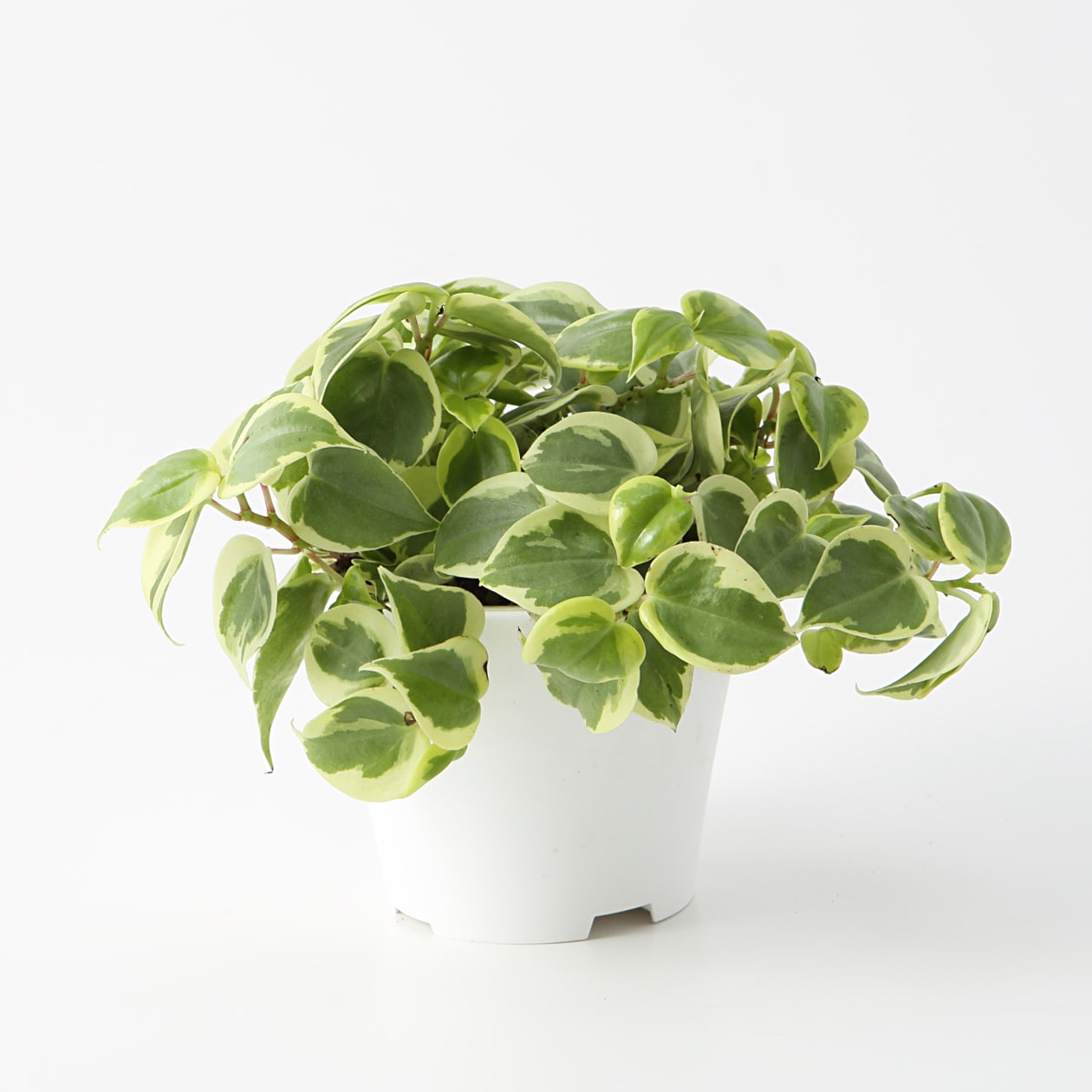 専用　アクアポット4号３号２号７点セット 完売 鉢 水槽 観葉植物 底面給水 阪急西宮ガーデンズ】水の管理がしやすい底面給水の観葉植物