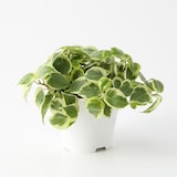 【パーツ】アクアポット４号用植物苗