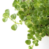 【パーツ】アクアポット４号用植物苗