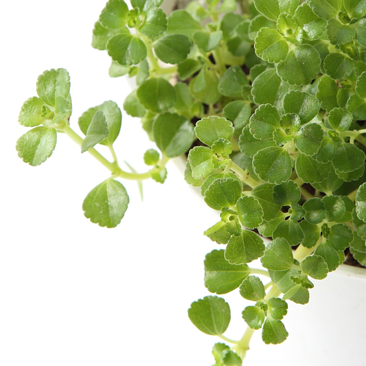 【パーツ】アクアポット４号用植物苗