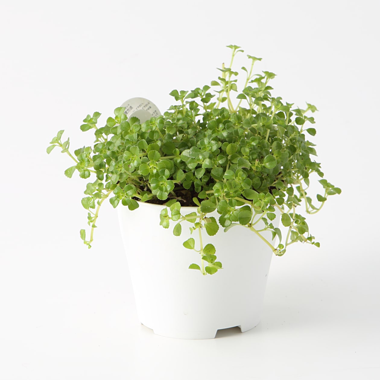 パーツ】アクアポット4号用植物苗 | 無印良品