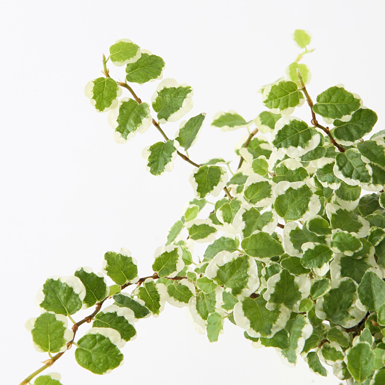 【パーツ】アクアポット４号用植物苗