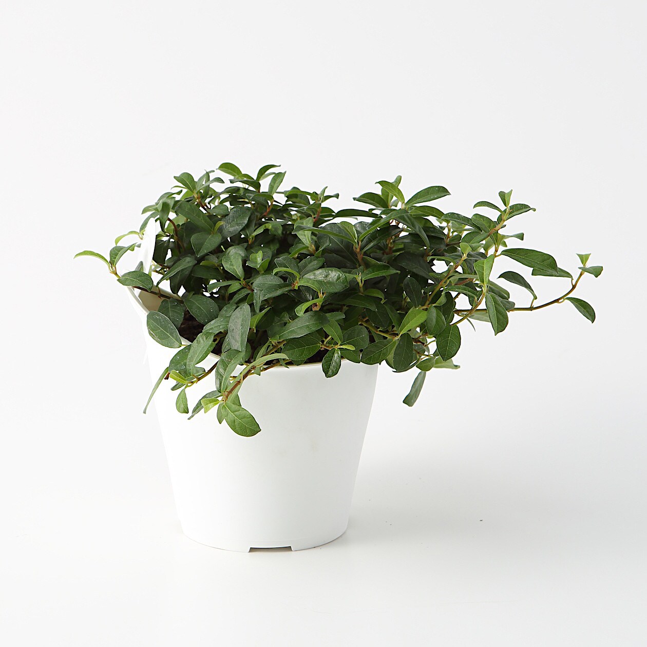 パーツ アクアポット４号用植物苗 フィカス バッキニオイデス 卓上タイプ 通販 無印良品