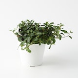 【パーツ】アクアポット４号用植物苗