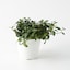 【パーツ】アクアポット４号用植物苗