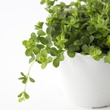 【パーツ】アクアポット４号用植物苗