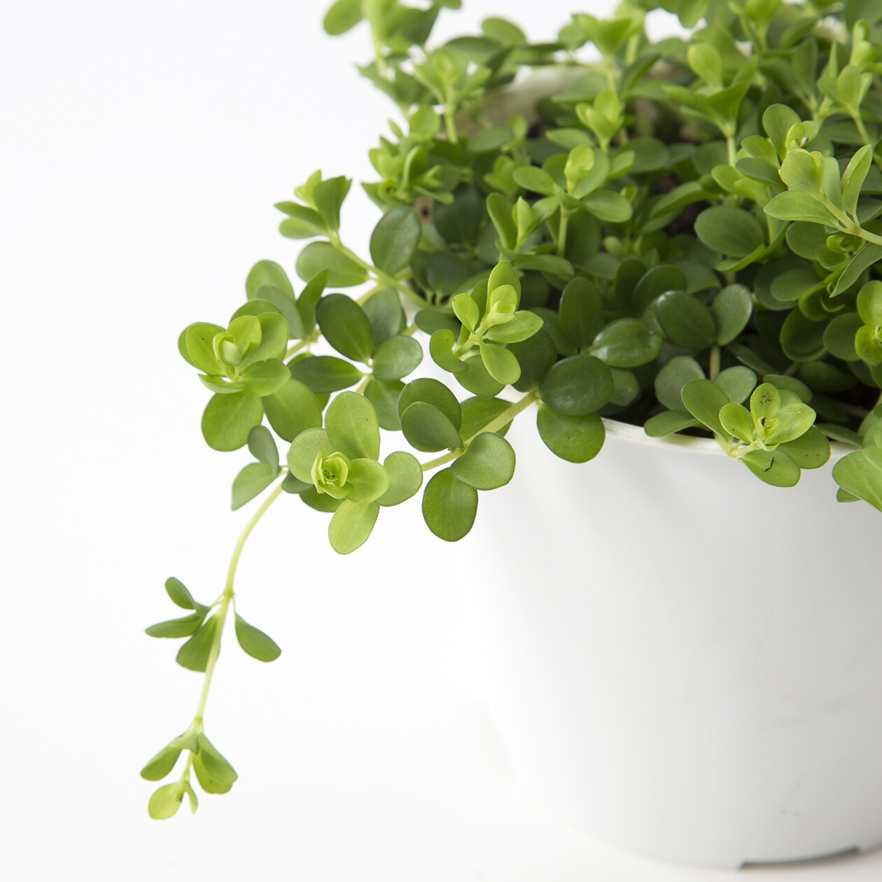 【パーツ】アクアポット４号用植物苗