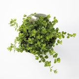 【パーツ】アクアポット４号用植物苗