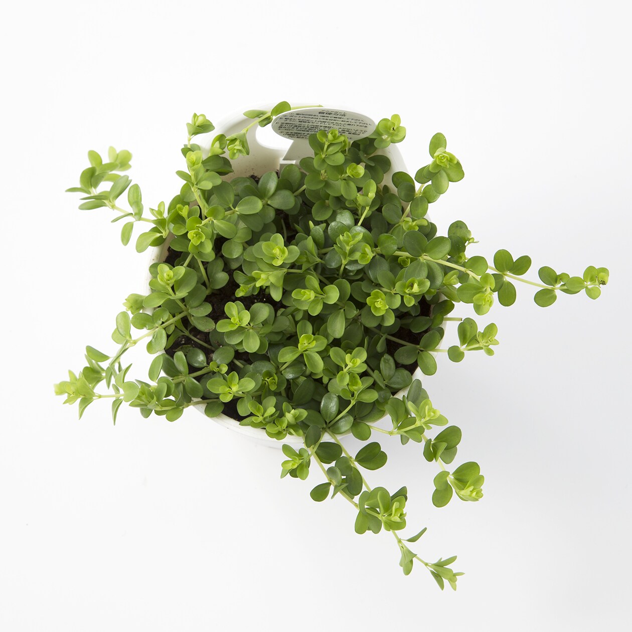 【パーツ】アクアポット４号用植物苗