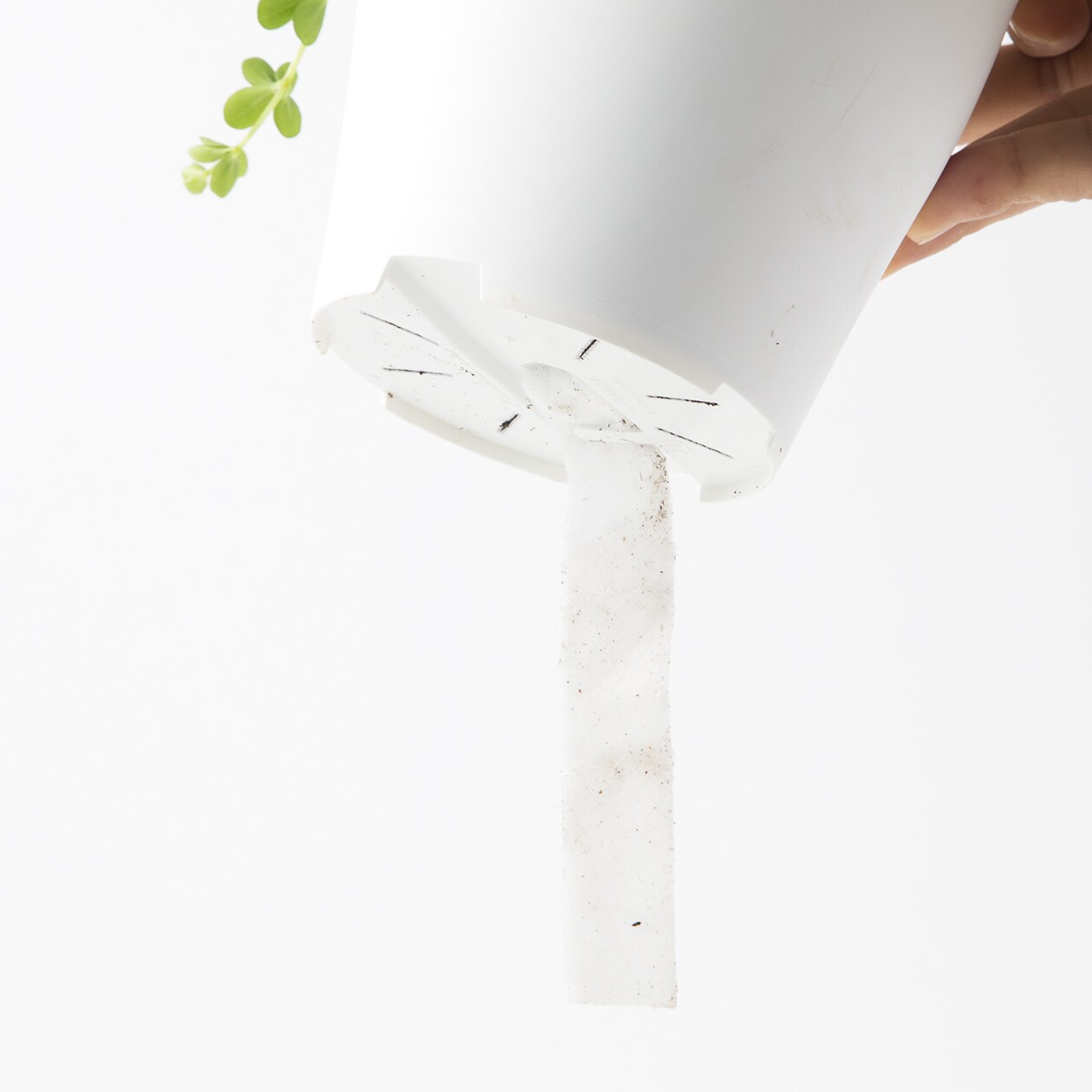 【パーツ】アクアポット４号用植物苗