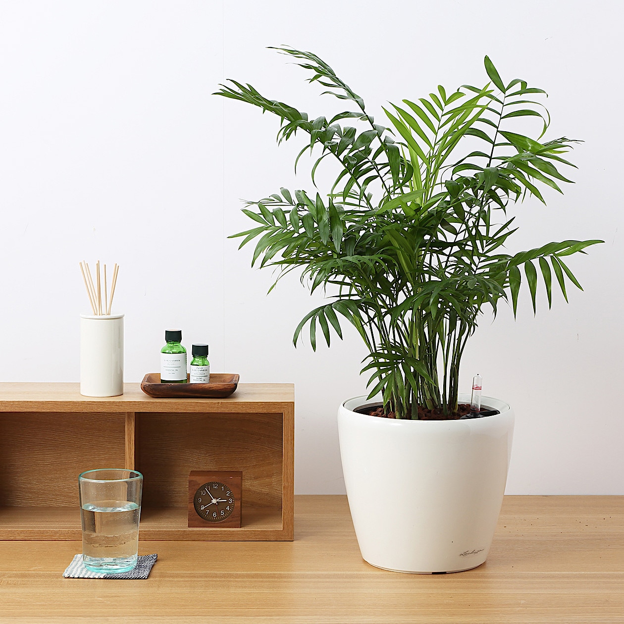 MUJI アルテシマ 13号 無印良品 観葉植物 ディスプレイ 雑貨 植木