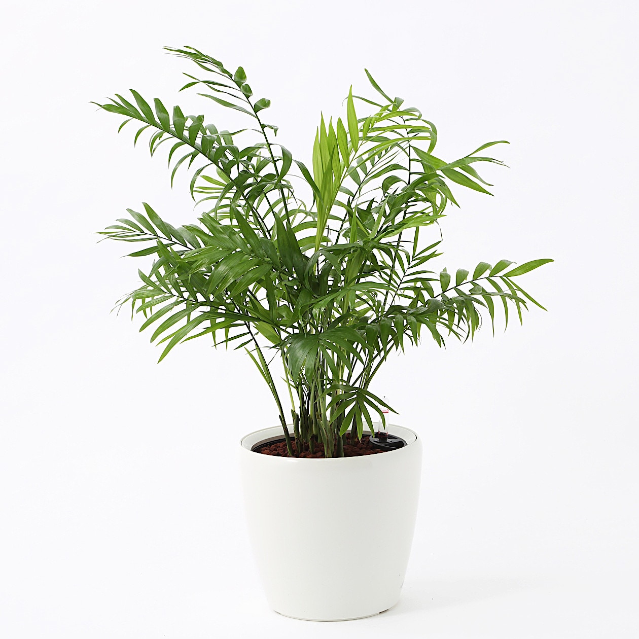 レチューザに植えたテーブルヤシ