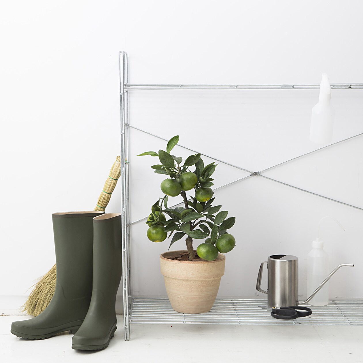 育てて楽しむ果樹　温州みかん