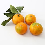 熊本県河内産　うきこ農園の温州みかん　約２ｋｇ（１５～３０個）