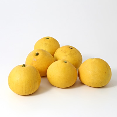 高知県産「土佐文旦」家庭用・約２．８ｋｇ　サイズばら（４～８個入り）