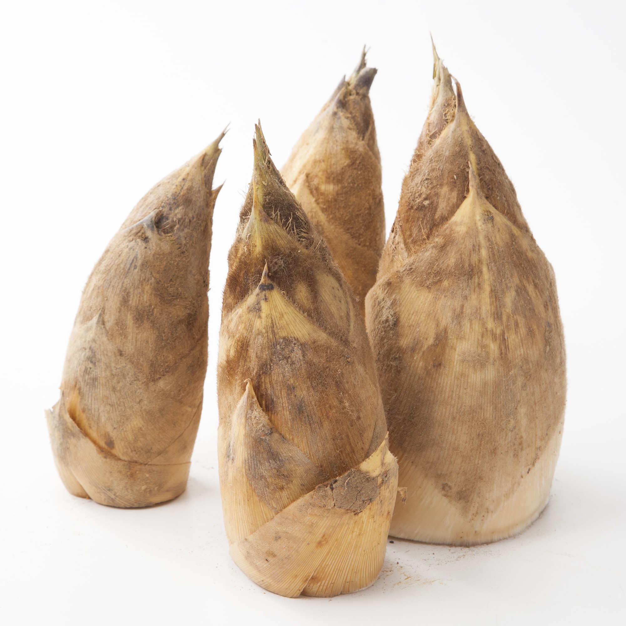 北九州産　朝採り「合馬たけのこ」１ｋｇ（家庭用）