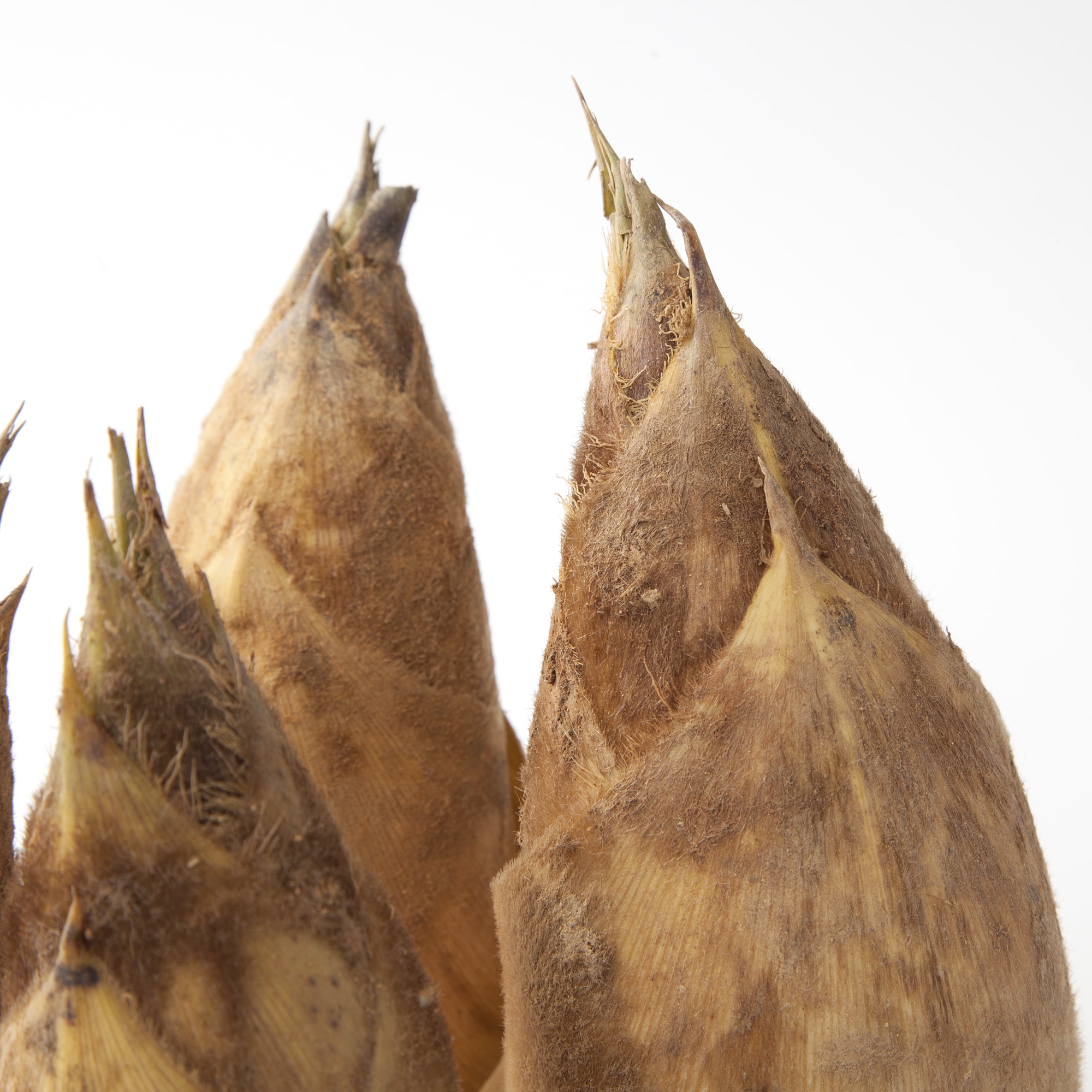 北九州産　朝採り「合馬たけのこ」１ｋｇ（家庭用）