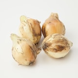 兵庫県淡路島産　花岡農恵園の自然栽培「新玉ねぎ」　３ｋｇ