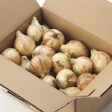 兵庫県淡路島産　花岡農恵園の自然栽培「新玉ねぎ」　３ｋｇ