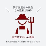 沖縄県産　宮古島すがわら農園の「マンゴー」家庭用　約１ｋｇ