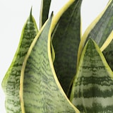 アクアポット　サンスベリア　４号