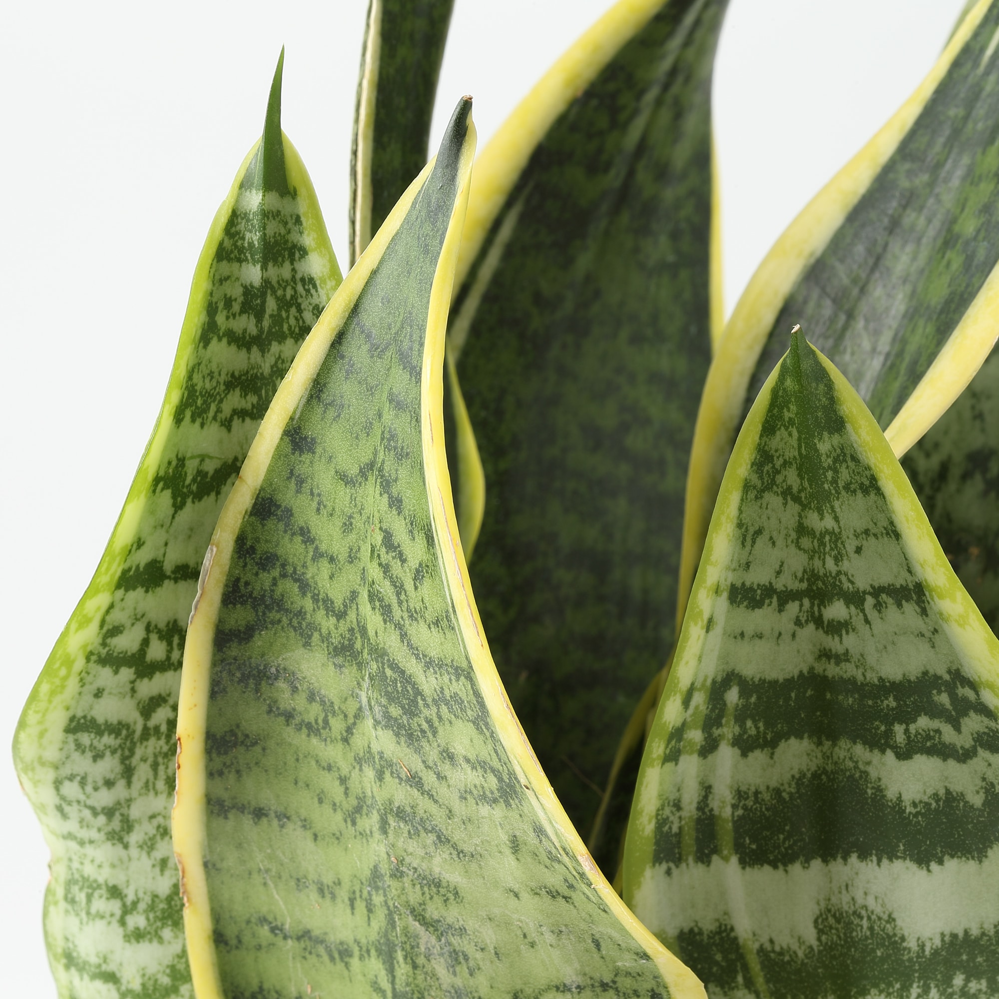 アクアポット　サンスベリア　４号