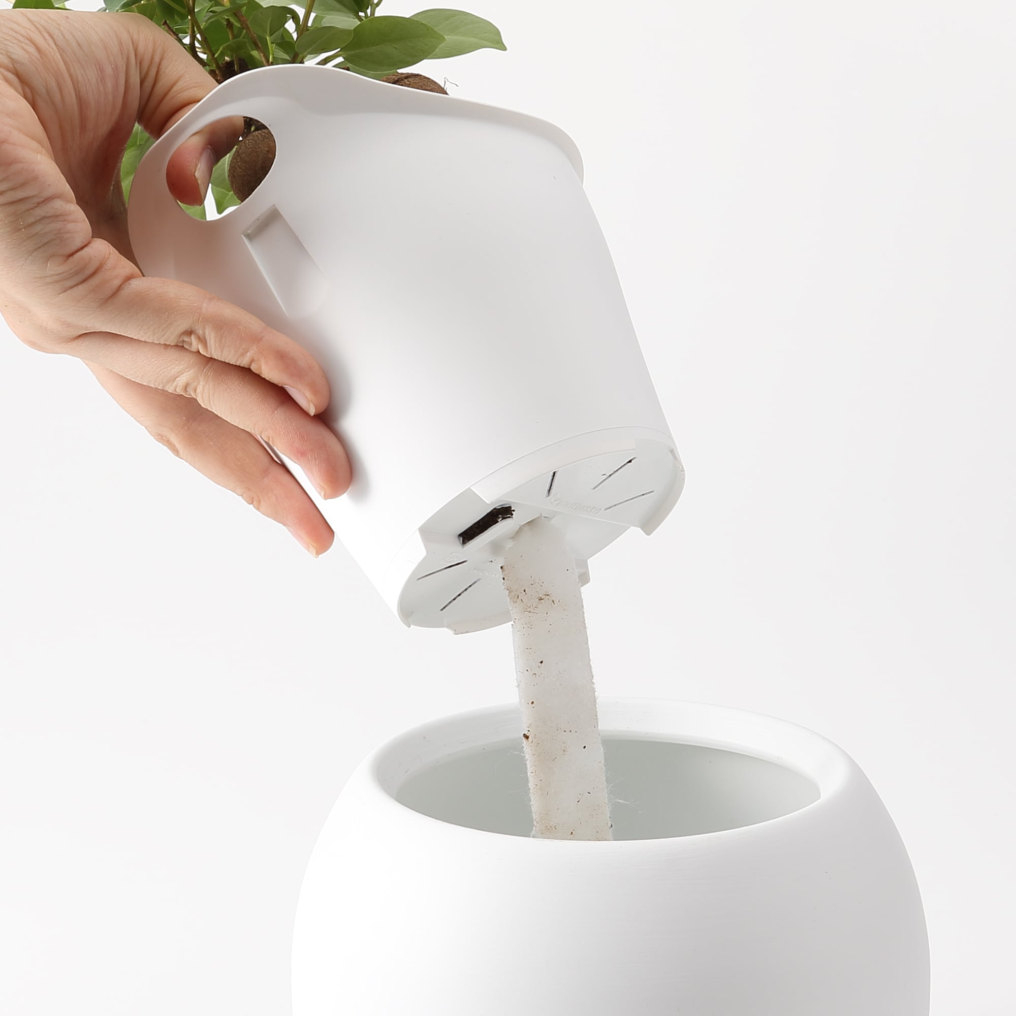 アクアポット　サンスベリア　４号