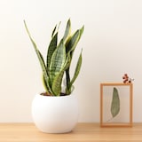 アクアポット　サンスベリア　４号