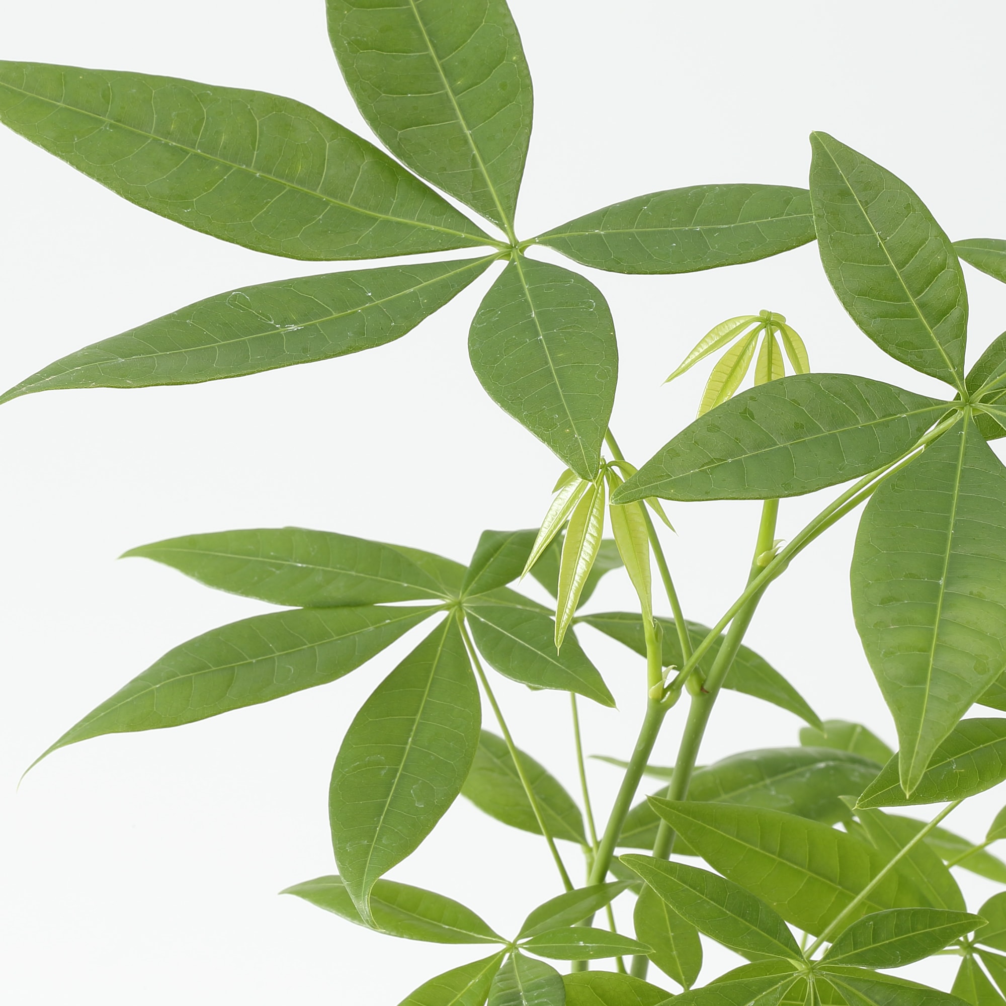 アクアポット　パキラ　４号