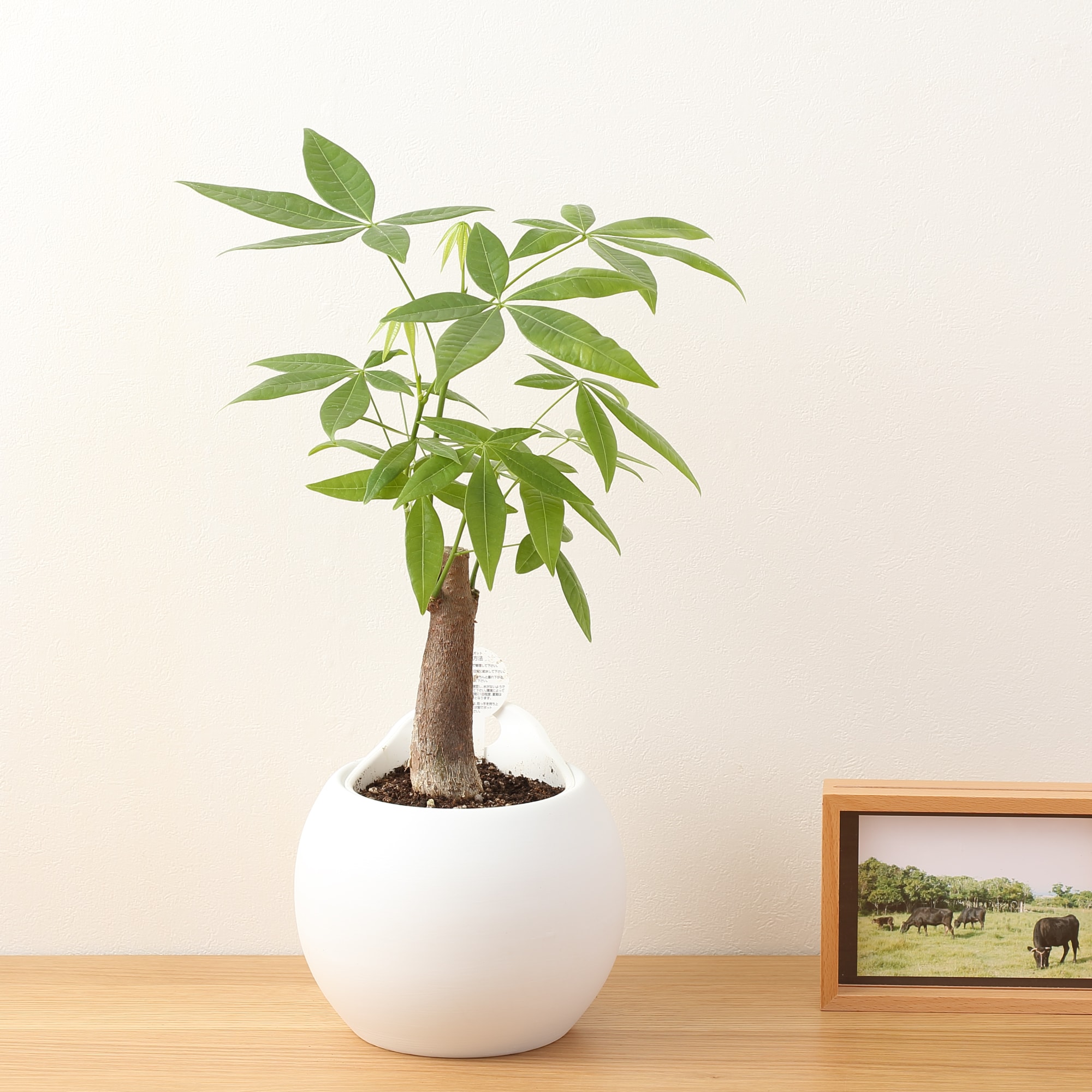 アクアポット　パキラ　４号