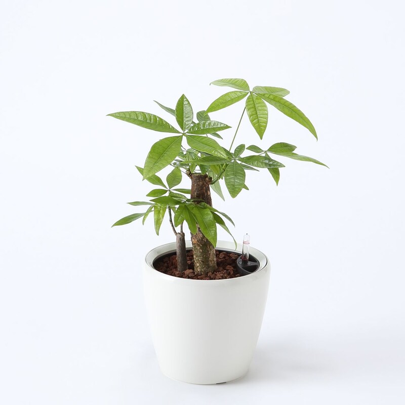 レチューザに植えたパキラ 無印良品