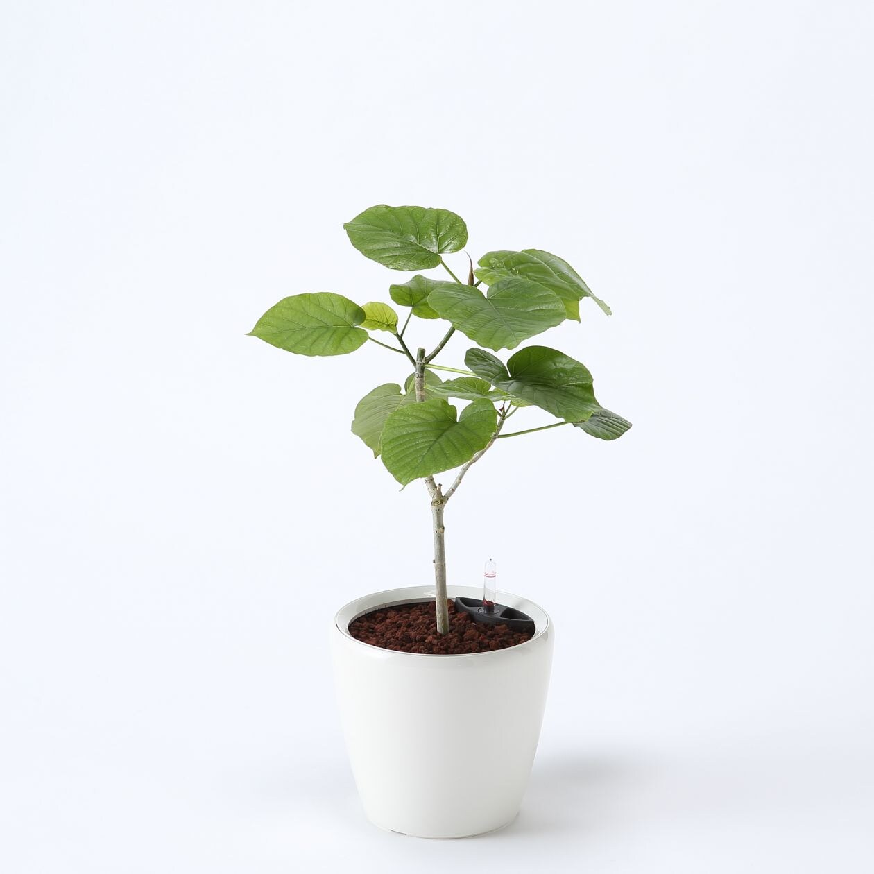 レチューザに植えたウンベラータ ミディアムサイズ 床置きタイプ 通販 無印良品