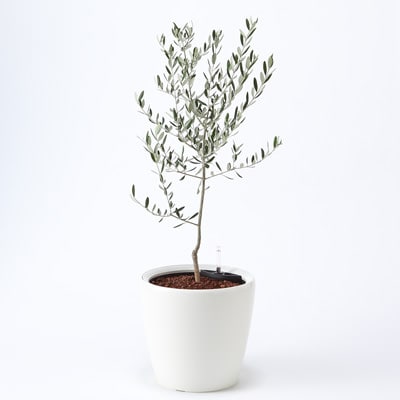 レチューザに植えたオリーブ フロアサイズｌｌ 床置きタイプ 通販 無印良品