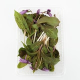 白神山地の天然山菜セット（４種類以上）