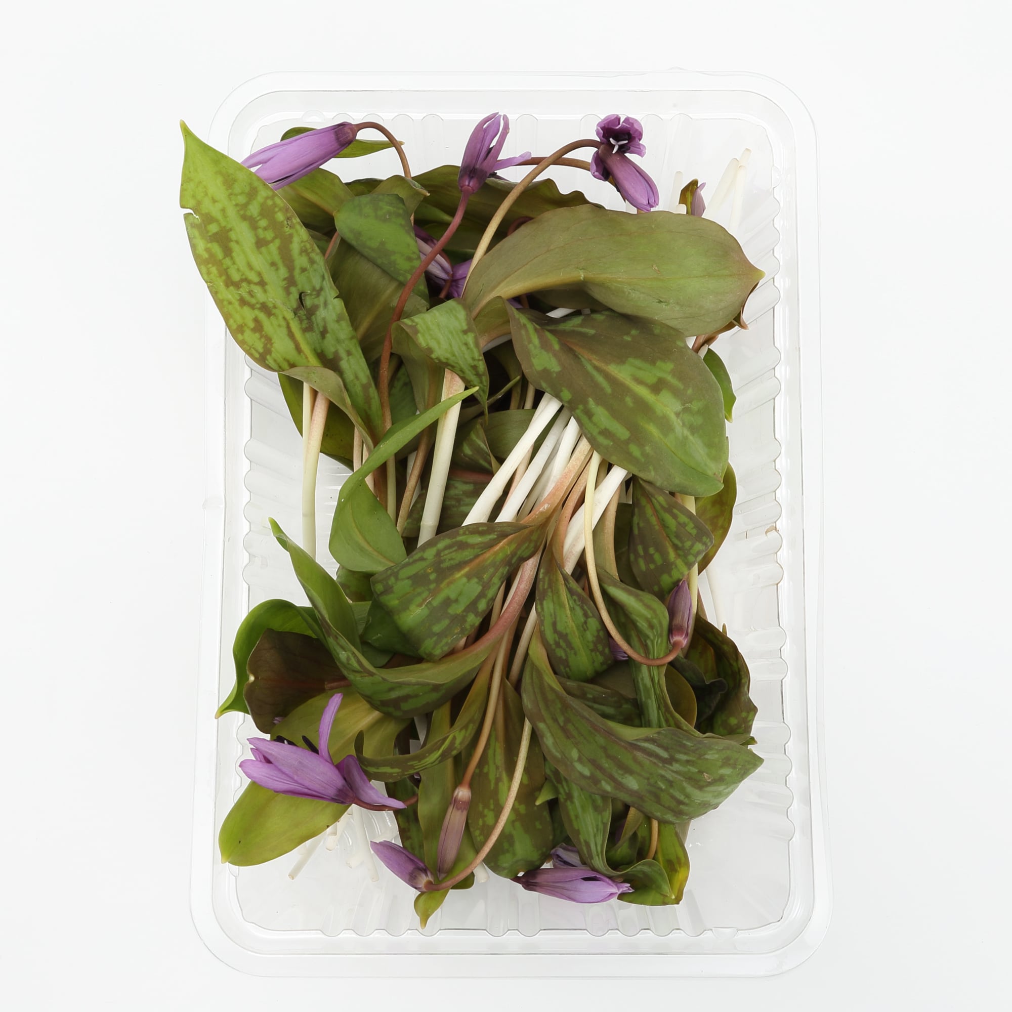 白神山地の天然山菜セット（４種類以上）