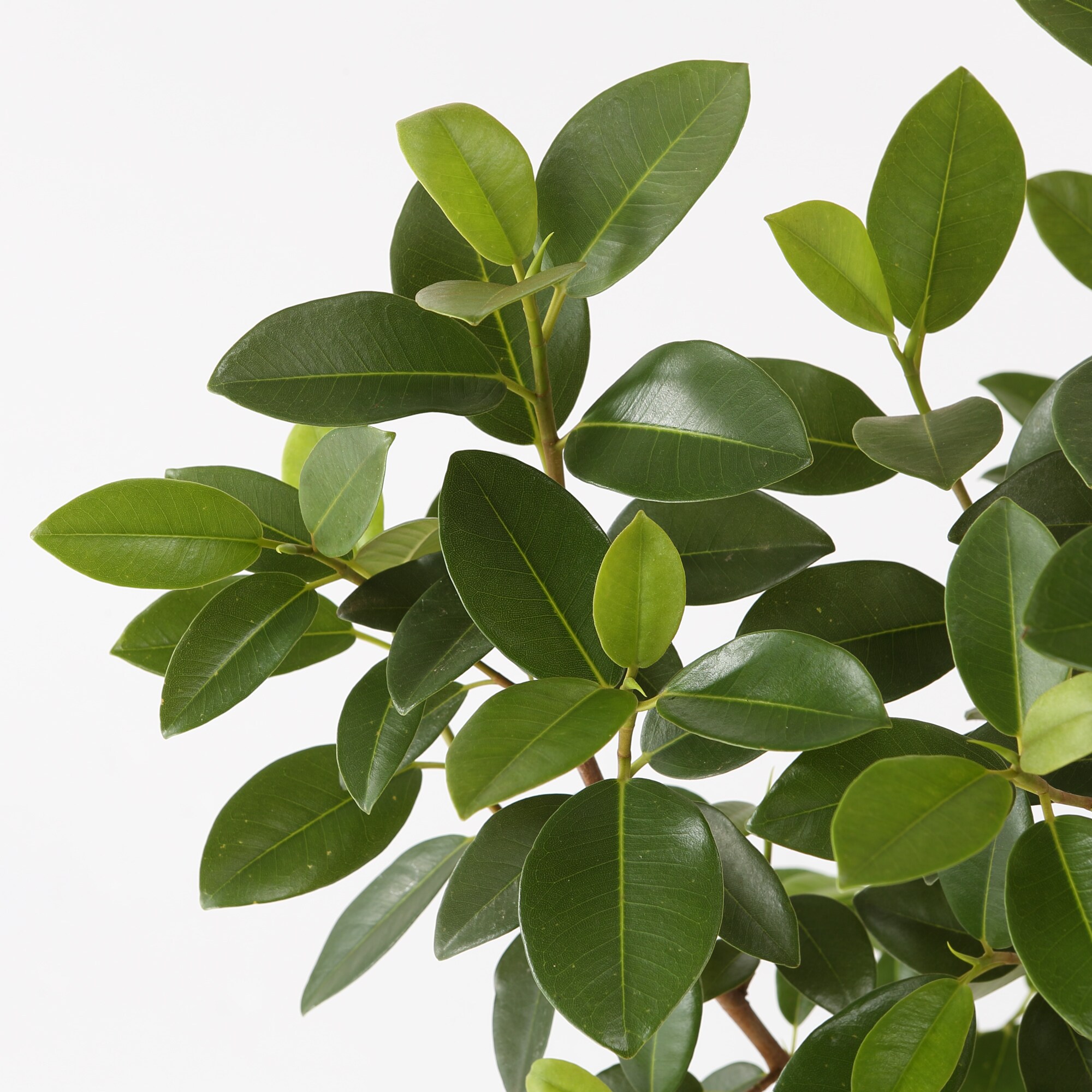 フランスゴム　　ポリストーン鉢１０号