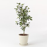 フランスゴム　　ポリストーン鉢１０号