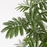 エバーフレッシュ　　ポリストーン鉢１０号