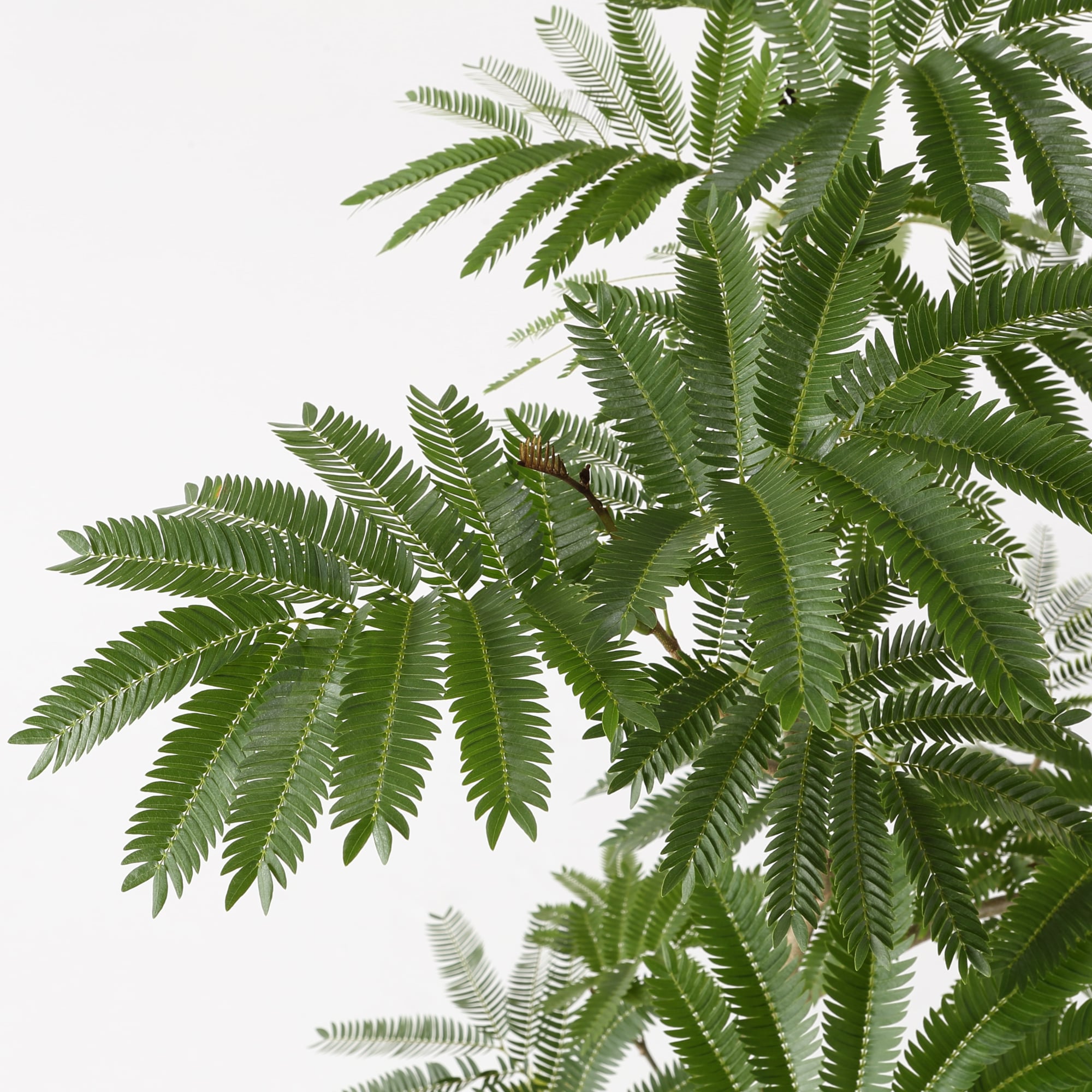 エバーフレッシュ　　ポリストーン鉢１０号