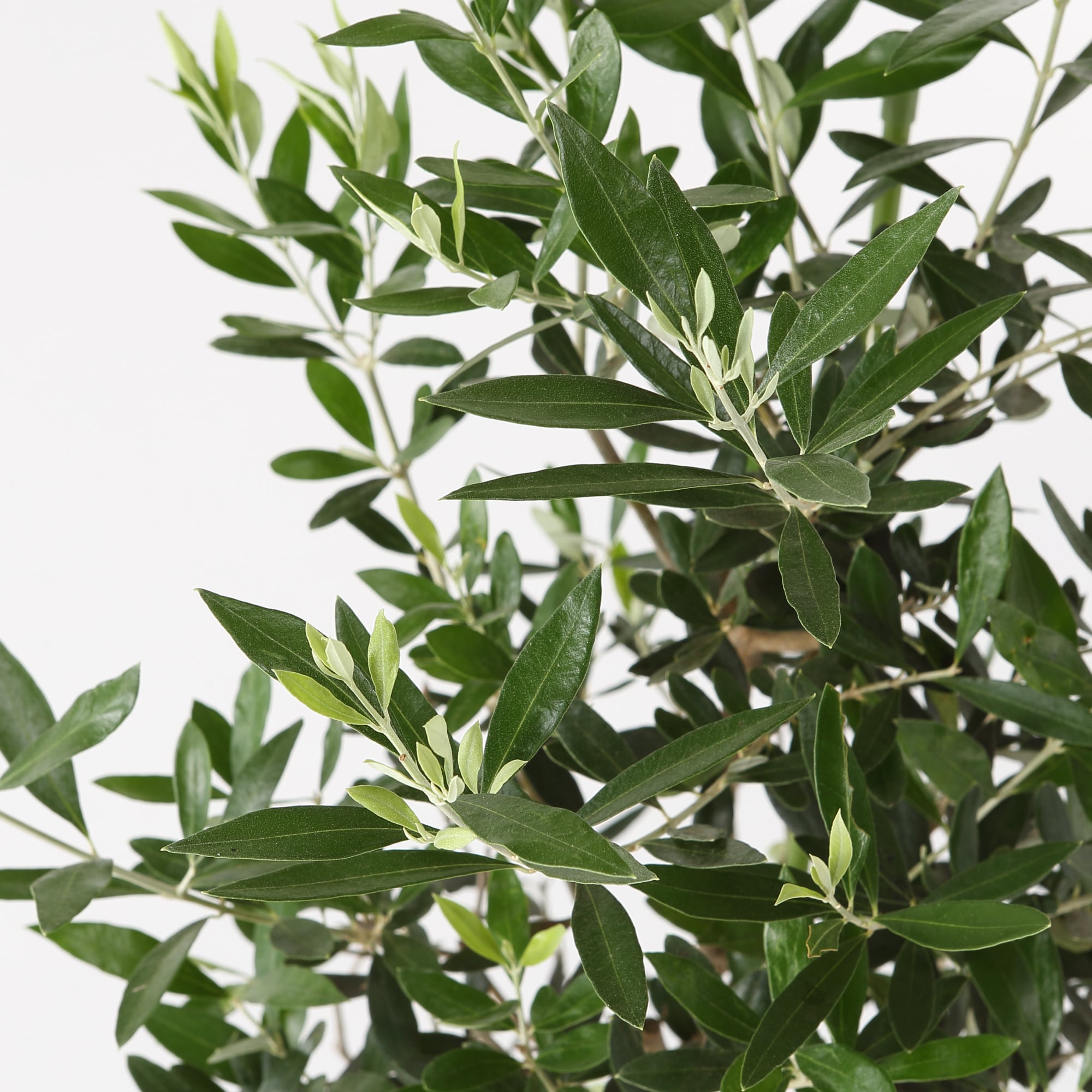 オリーブ　　ポリストーン鉢１０号