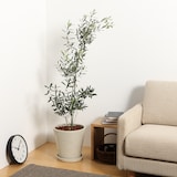 オリーブ　　ポリストーン鉢１０号