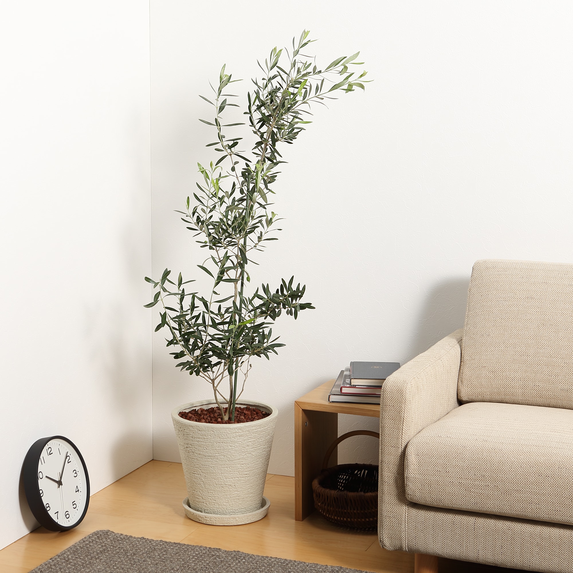 オリーブ　　ポリストーン鉢１０号