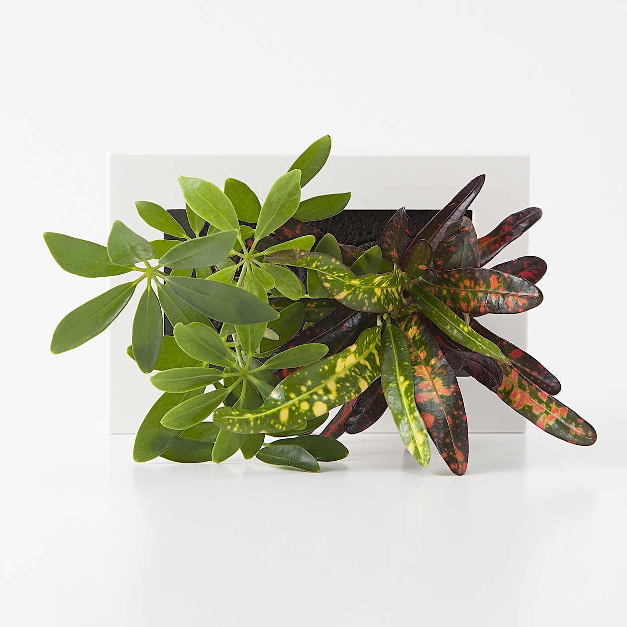 壁にかけられる観葉植物 １５ １０ｃｍ シェフレラ クロトン 壁かけタイプ 通販 無印良品