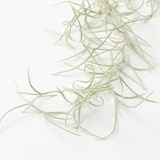 エアプランツ　ウスネオイデス