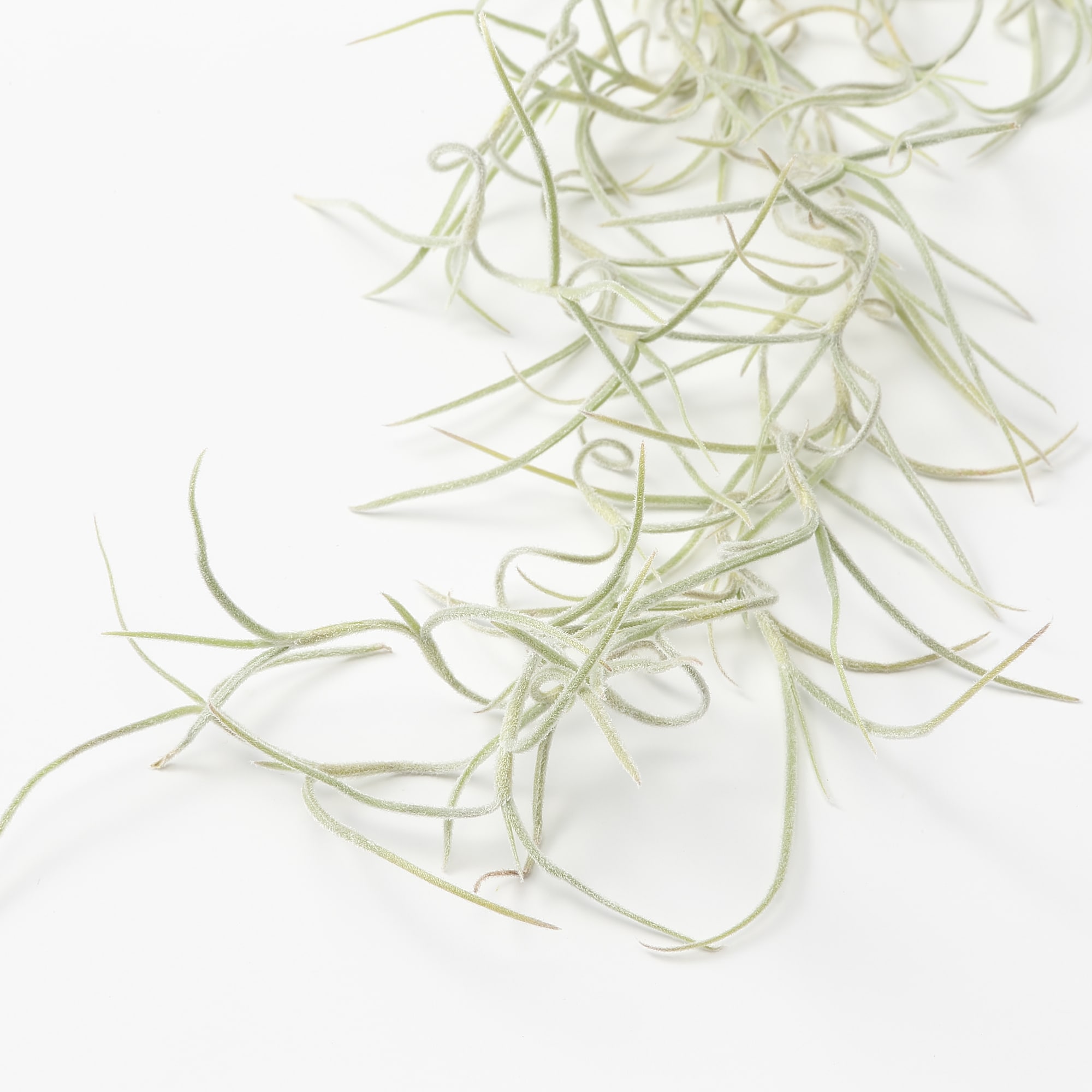 エアプランツ　ウスネオイデス