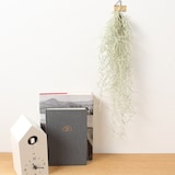 エアプランツ　ウスネオイデス